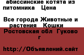 абиссинские котята из питомника › Цена ­ 15 000 - Все города Животные и растения » Кошки   . Ростовская обл.,Гуково г.